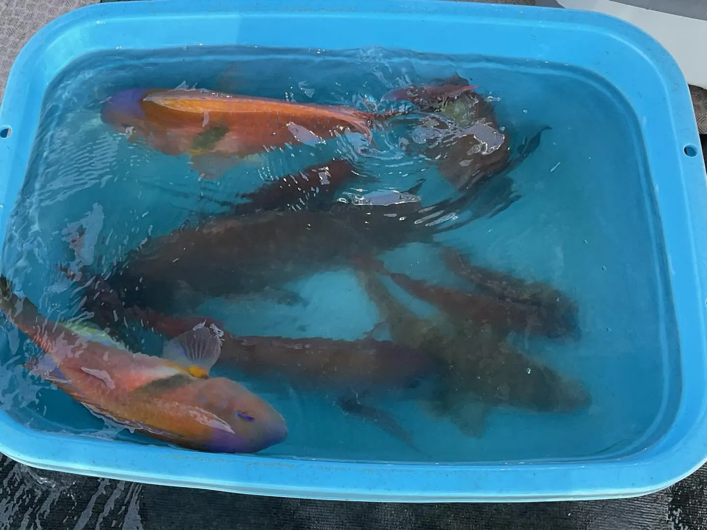 4月25日タイ釣りに行って来ました。