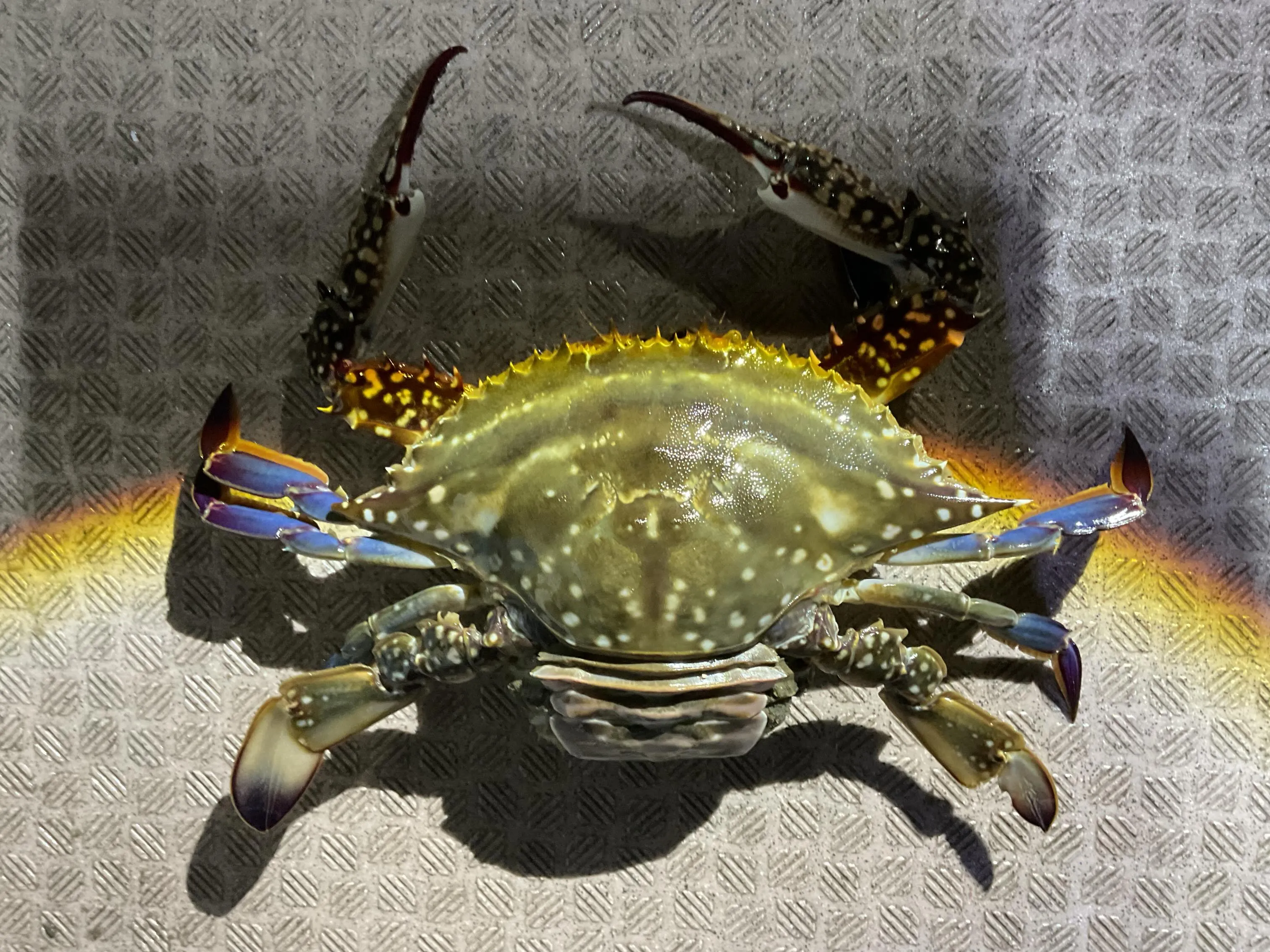 今年最初の様子見でカニ掬いにいってきました-